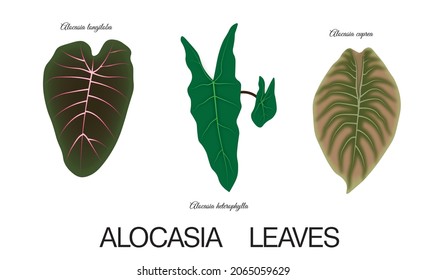 Alocasia Amazonica ,botanical illustration, tropical exotic plant, jungle foliage, alocasia leaves set