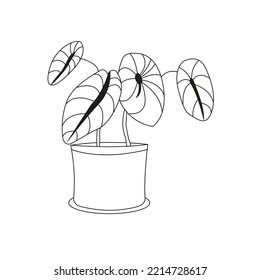 Alocasia Black Velvet, icon, doodles. Flower in a pot