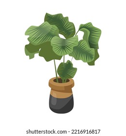 Alocasia in brown and black flowerpot flat vector illustration. Indoor houseplant, tall flower with big green leaves in pot isolated on white background. Nature, urban jungle concept