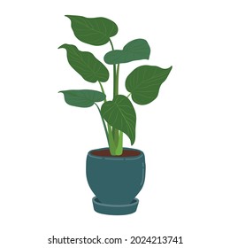 Alocasia Cucullata plant in pot on white background, Cute exotic foliage Hand Drawn doodle style, vector illustration