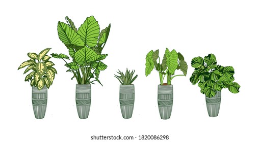 Alocasia, Dieffenbachia, Strelitzia and Haworthia. Houseplant collection in a pot isolated on white background. Home flowers clipart