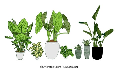 Alocasia, Dieffenbachia, Strelitzia and Haworthia. Houseplant collection in a pot isolated on white background. Home flowers clipart
