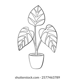 Alocasia doodle style line art. Alocasia houseplant in pot Hand drawn black and white. Evergreen indoor plant foliage element for web graphic design poster tattoo Coloring page. Vector illustration