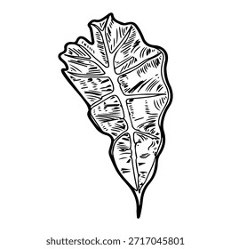 Alocasia flower leaf. Sketch vector hand drawn. Evergreen tropical plant. Exotic. Curved carved leaves. Foliage. Botany, flora. Botanical illustration. Engraved line art.