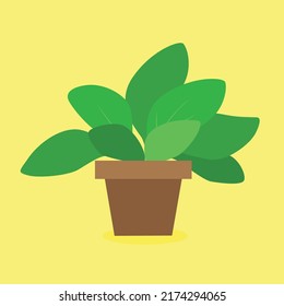 alocasia in a flower pot