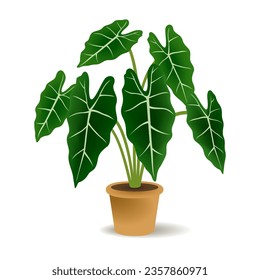 Alocasia Frydek Pot Illustration Vector