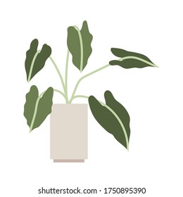 Alocasia. House plant in flower pot. Home gardening. Hand drawn vector illustration in flat cartoon style. Perfect for poster, sticker, print, card