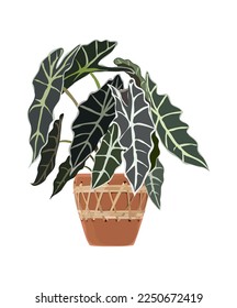 Alocasia Indoor plant vector illustration. Realistic house plant in hand made pot. Exotic flower with stems and leaves. Botanical element for interior design isolated on white background.