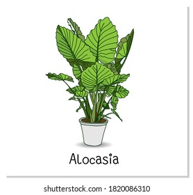 Alocasia. Indoor potted plant isolated on white background. Home flowers clipart