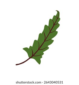 Alocasia lauterbachiana, tropical leaf. Long green foliage, fresh plant with sword shape. Exotic greenery. Decorative botanical element. Flat vector illustration isolated on white background