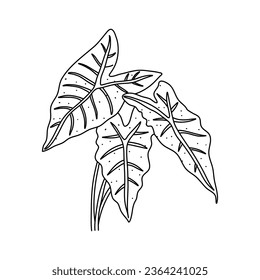 Alocasia leaf in a linear style. Botanical illustration isolated on white background. Element of linear design. Hand drawn sketch.