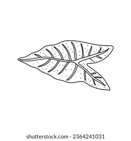 Alocasia leaf in a linear style. Botanical illustration isolated on white background. Element of linear design. Hand drawn sketch.