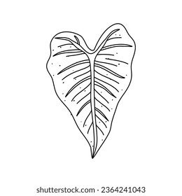 Alocasia leaf in a linear style. Botanical illustration isolated on white background. Element of linear design. Hand drawn sketch.