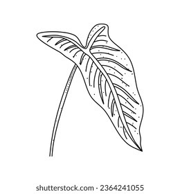 Alocasia leaf in a linear style. Botanical illustration isolated on white background. Element of linear design. Hand drawn sketch.