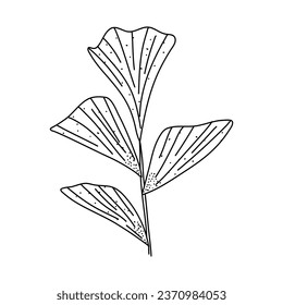 Hoja de Alocasia en un estilo lineal. Ilustración botánica aislada sobre fondo blanco. Elemento de diseño lineal. Esbozo dibujado a mano.