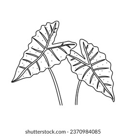 Alocasia leaf in a linear style. Botanical illustration isolated on white background. Element of linear design. Hand drawn sketch.