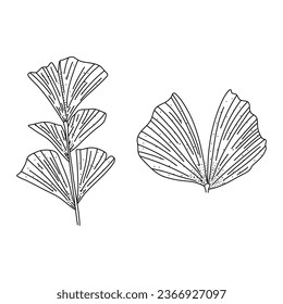 Hojas de Alocasia en un estilo lineal. Ilustración botánica aislada sobre fondo blanco. Elemento de diseño lineal. Esbozo dibujado a mano.