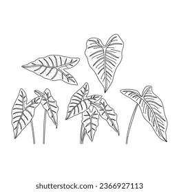 Alocasia leaf set in a linear style. Botanical illustration isolated on white background. Element of linear design. Hand drawn sketch.