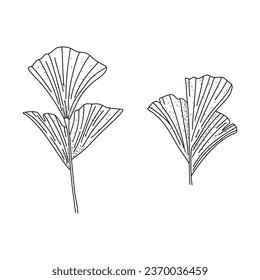 Alocasia leaf set in a linear style. Botanical illustration isolated on white background. Element of linear design. Hand drawn sketch.