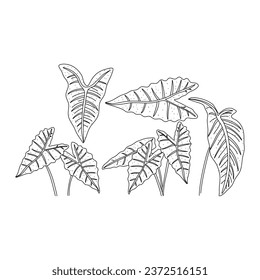 Alocasia leaf set in a linear style. Botanical illustration isolated on white background. Element of linear design. Hand drawn sketch.