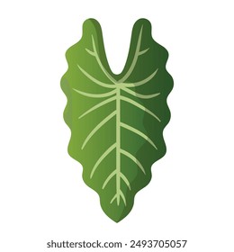 Alocasia leaf  vector illustration, tropical plant leaf, isolated on white background