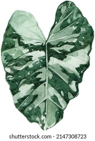 Alocasia leaf watercolor pant for invitation card,birthday card and postcard.