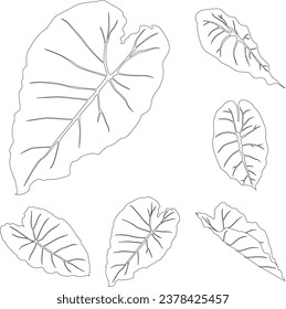 Alocasia leaves line art tropical plant leaf collection isolated on white background