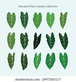 Alocasia leaves. Alocasia plant painting background.
