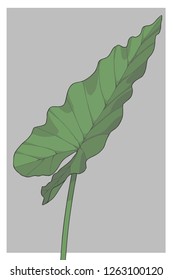 Alocasia Macrorrhizos Giant Taro elephant ear huge rainforest tropical plant vector illustration