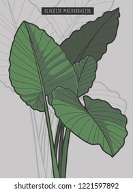 Alocasia Macrorrhizos Giant Taro rainforest tropical plant vector illustration