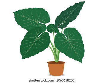 Alocasia Macrorrhizos Giant Taro rainforest tropical plant on a white background. vector