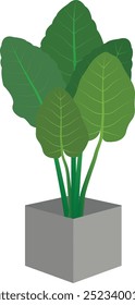 Alocasia macrorrhizos é uma planta ornamental.