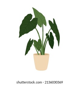 Alocasia macrorrhizos, potted house plant. Green-leaf giant taro growing in indoor planter. Big foliage houseplant. Home and office decoration. Flat vector illustration isolated on white background