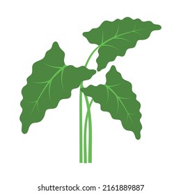 alocasia plant icon design template vector illustration