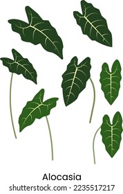 Alocasia Plant Indor Outdor Green 