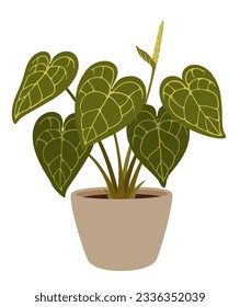 Alocasia plant, isolated cartoon vector Elephant ear or giant taro lush tropical plant with large, glossy, heart-shaped leaves in decorative pot showcasing its bold and striking foliage and flower bud