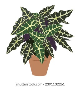 Alocasia plant in pot on white background, cute exotic floliage. Hand Drawn doodle style, vector illustration