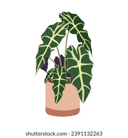 Alocasia plant in pot on white background, cute exotic floliage. Hand Drawn doodle style, vector illustration