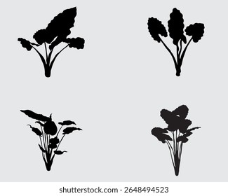 alocasia planta silhueta vetor ilustração .folhas grandes casa jardim planta sombra preta isolada no fundo