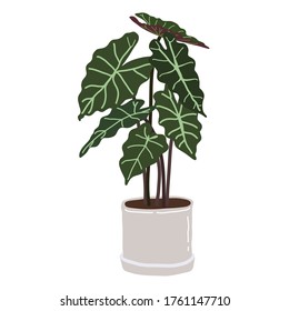 Alocasia Polly plant in pot on white background, Cute exotic floliage Hand Drawn doodle style, vector illustration