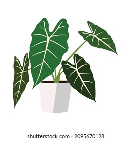 Alocasia Polly plant in a pot on a white background, exotic foliage vector illustration.