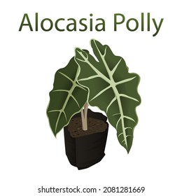 alocasia polly vector blackground white