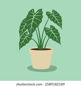 Alocasia in pot isolated on the green background, tropical plants, modern houseplants, vector illustration