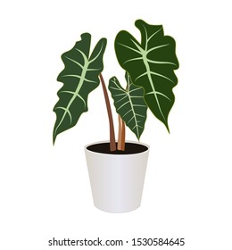 Alocasia in pot isolated on the white background, tropical plants, modern houseplants, vector illustration