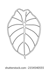 Alocasia reginula black velvet, line art style illustration vector