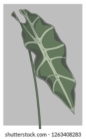 Alocasia sanderiana or Alocasia Amazonica Kris plant rainforest tropical plant vector illustration