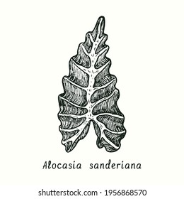 Alocasia sanderiana (kris plant) leaf. Ink black and white doodle drawing in woodcut style.