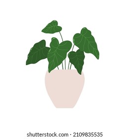 Alocasia. Vector illustration of a houseplant in a pot. Isolated on white background.