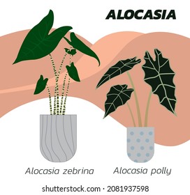 Alocasia zebrina, Alocasia Polly,Alocasia Amazonica ornamental plants for decoration.