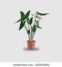 Alocasia Zebrina Vector Design for Home Decoration